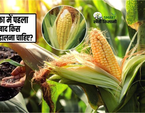 मक्का का पहला खाद यूरिया के साथ क्या मिक्स करें| What to mix with urea as first fertilizer of maize?