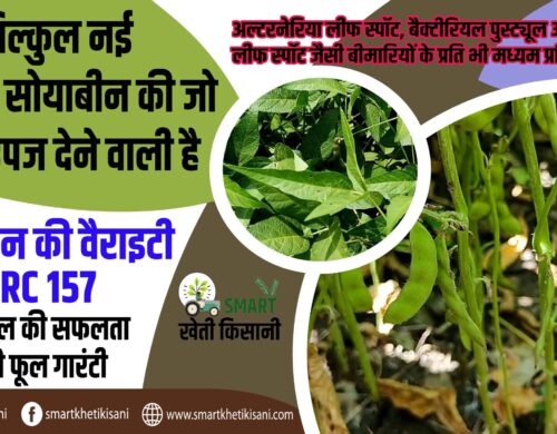 Soybean vairaety  – NRC 157 (एनआरसी 157) Soybean new kism| Soybean